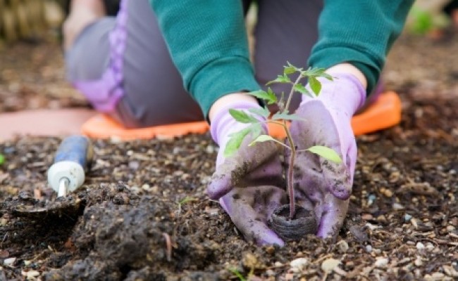 BLOG photo Gardening with MS